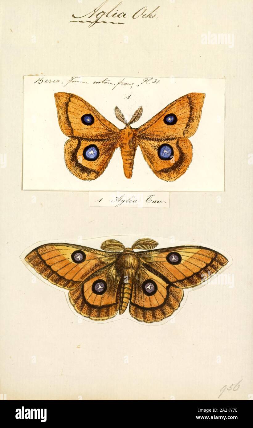 Aglia, Print, Aglia is a genus of moths in the family Saturniidae first described by Ochsenheimer in 1810. It is the only genus in the subfamily Agliinae Stock Photo
