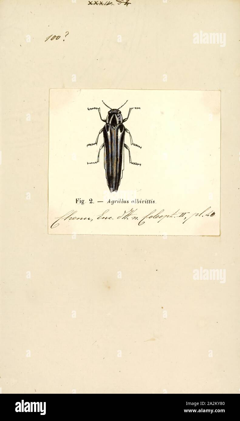 Agrilus, Print, Agrilus is a genus of jewel beetles, notable for having the largest number of species (about 3000) of any single genus in the animal kingdom Stock Photo