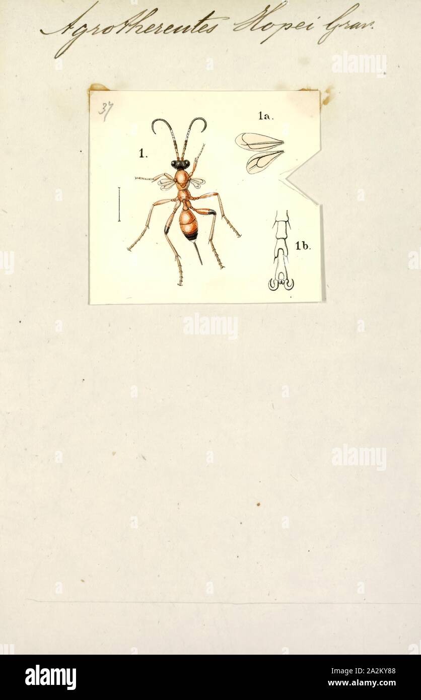 Agrothereutes, Print, Agrothereutes is a genus of parasitoid wasps belonging to the family Ichneumonidae Stock Photo