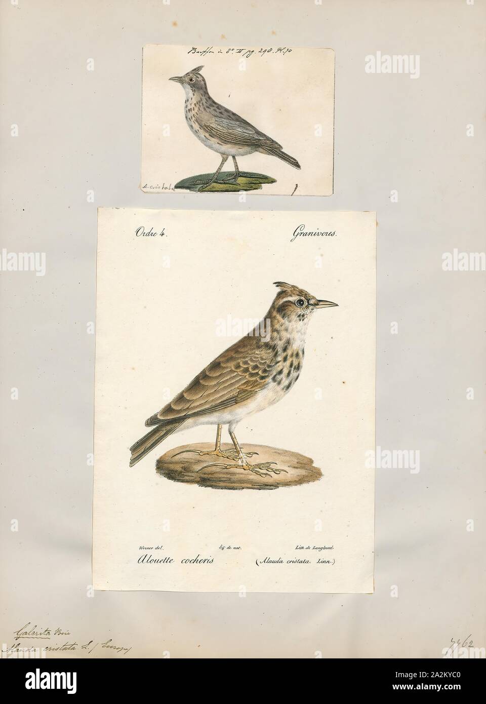 Alauda cristata, Print, The crested lark (Galerida cristata) is a species of lark distinguished from the other 81 species of lark by the crest of feathers that rise up in territorial or courtship displays and when singing. Common to mainland Europe, the birds can also be found in northern Africa and in parts of western Asia and China. It is a non-migratory bird, but can occasionally be found as a vagrant in Great Britain., 1700-1880 Stock Photo