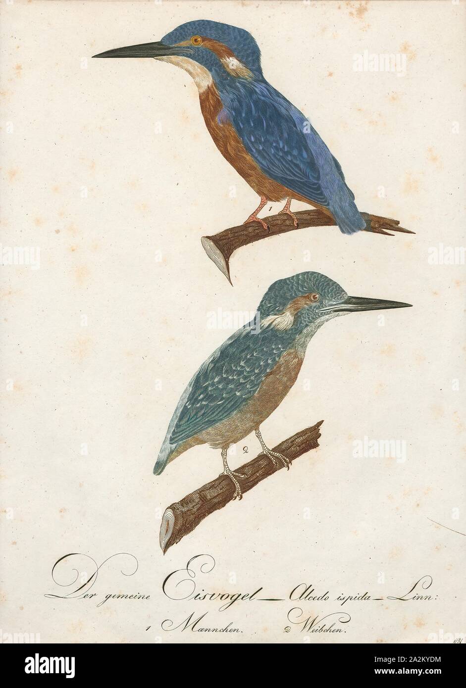 Alcedo ispida, Print, The common kingfisher (Alcedo atthis) also known as the Eurasian kingfisher, and river kingfisher, is a small kingfisher with seven subspecies recognized within its wide distribution across Eurasia and North Africa. It is resident in much of its range, but migrates from areas where rivers freeze in winter., 1800-1812 Stock Photo