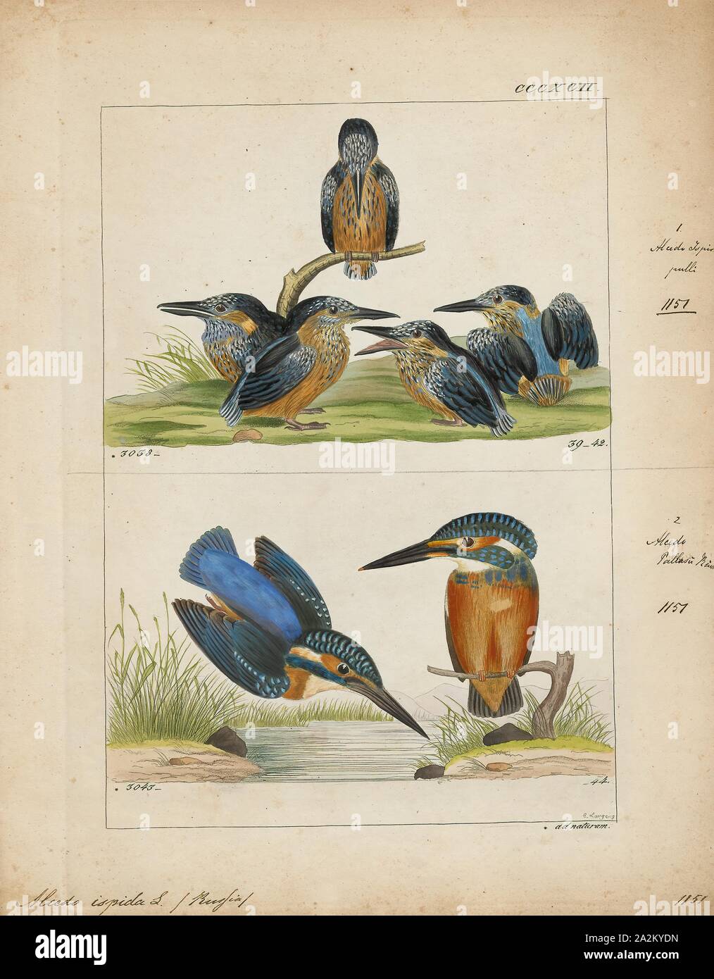 Alcedo ispida, Print, The common kingfisher (Alcedo atthis) also known as the Eurasian kingfisher, and river kingfisher, is a small kingfisher with seven subspecies recognized within its wide distribution across Eurasia and North Africa. It is resident in much of its range, but migrates from areas where rivers freeze in winter., 1820-1863 Stock Photo