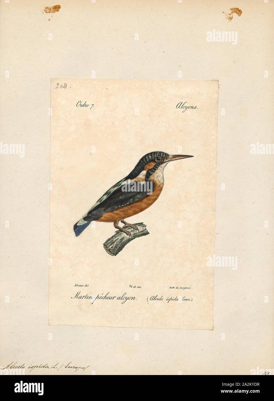 Alcedo ispida, Print, The common kingfisher (Alcedo atthis) also known as the Eurasian kingfisher, and river kingfisher, is a small kingfisher with seven subspecies recognized within its wide distribution across Eurasia and North Africa. It is resident in much of its range, but migrates from areas where rivers freeze in winter., 1842-1848 Stock Photo