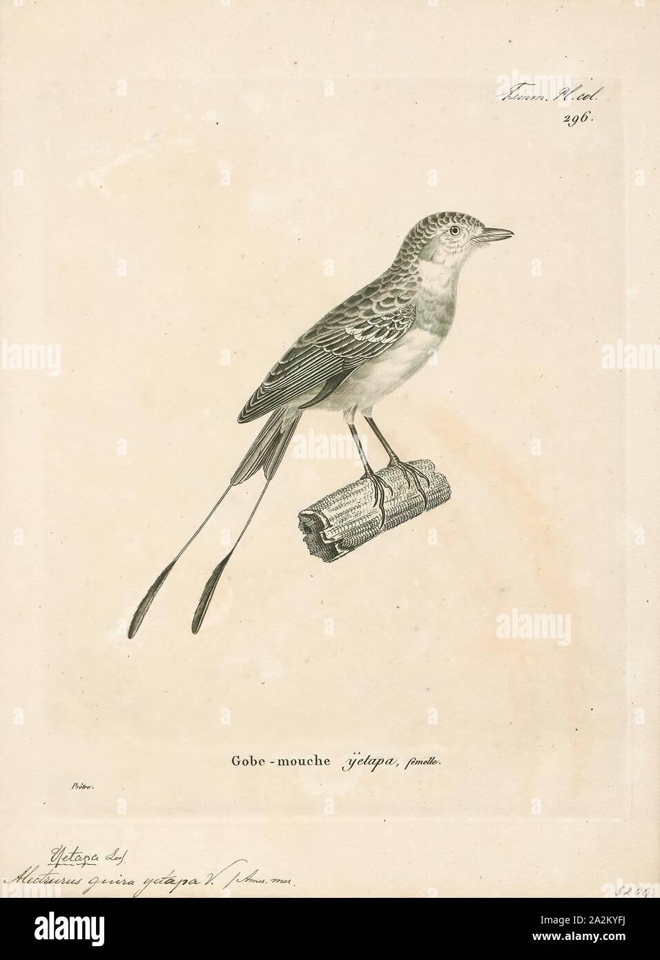 Alectrurus guirayetapa, Print, Alectrurus is a genus of South American birds in the tyrant flycatcher family Tyrannidae., 1700-1880 Stock Photo