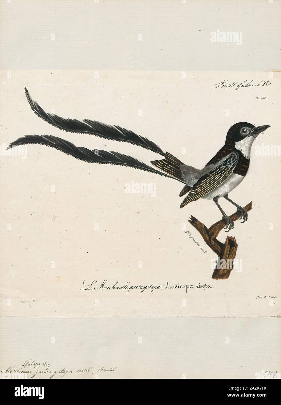 Alectrurus guirayetapa, Print, Alectrurus is a genus of South American birds in the tyrant flycatcher family Tyrannidae., 1825-1834 Stock Photo