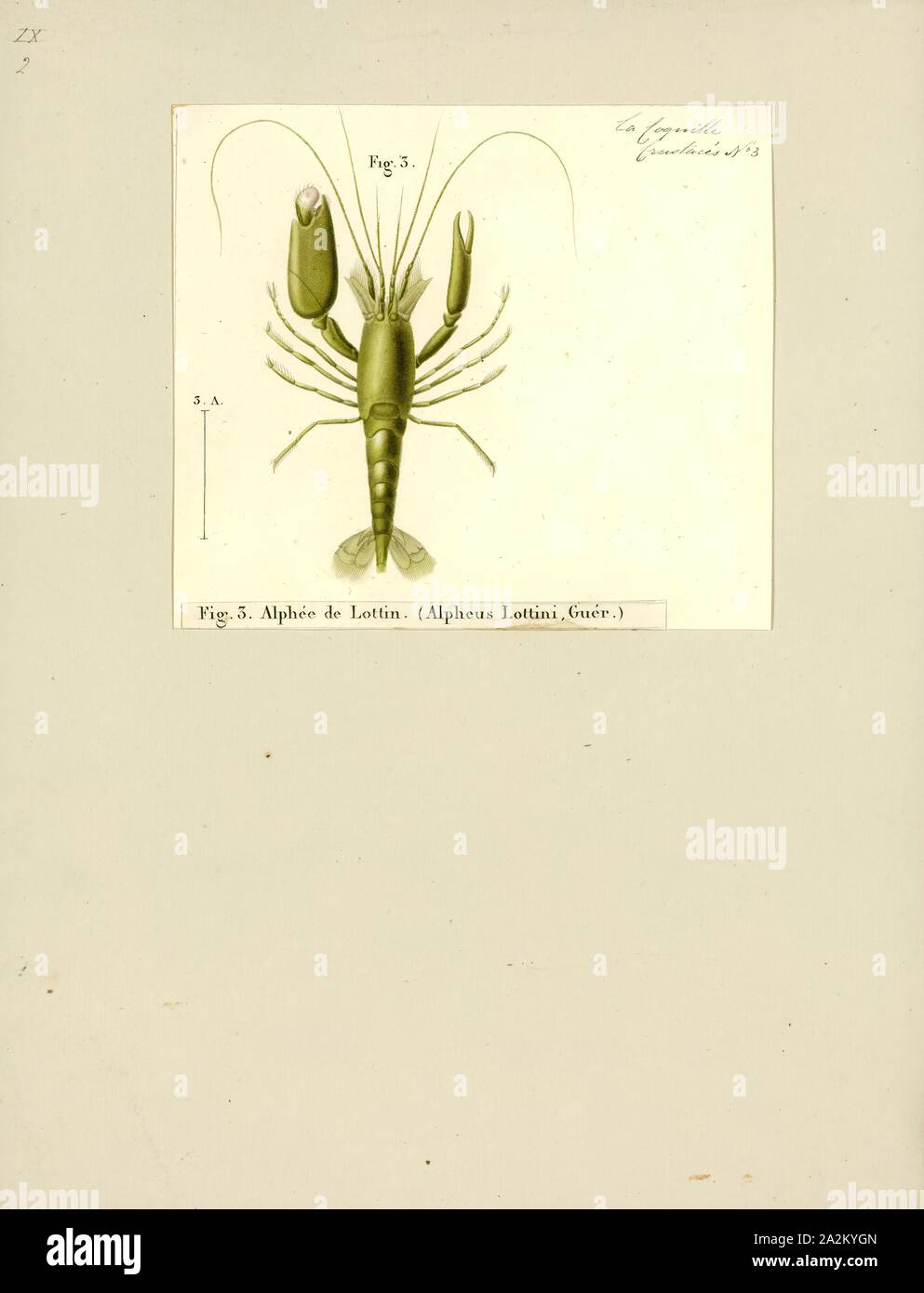 Alpheus lottini, Print, Coral snapping shrimp Stock Photo