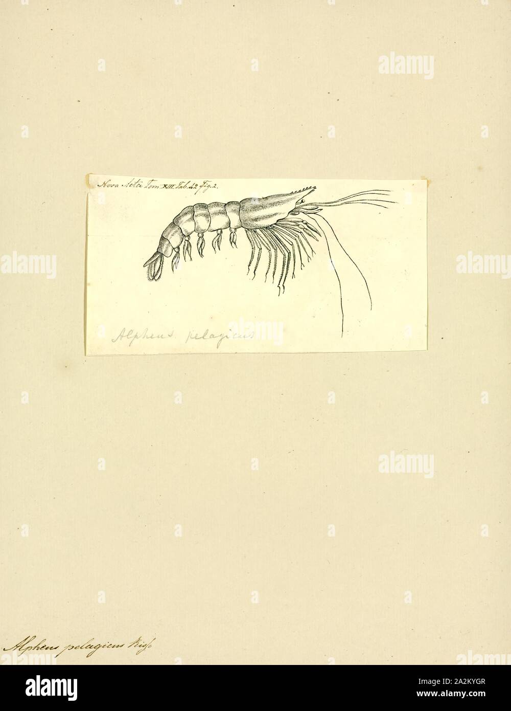 Alpheus pelagicus, Print Stock Photo