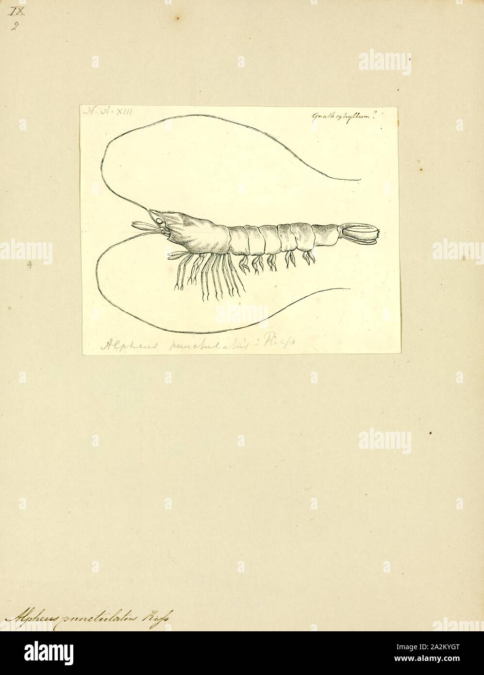 Alpheus punctulatus, Print Stock Photo