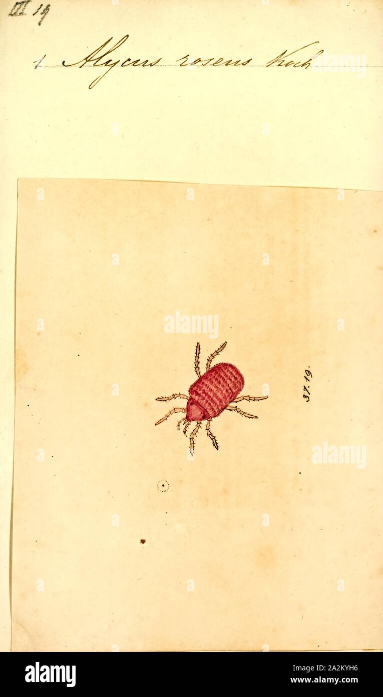Alycus, Print, Alycus is a genus of mite, including the species Alycus roseus Stock Photo