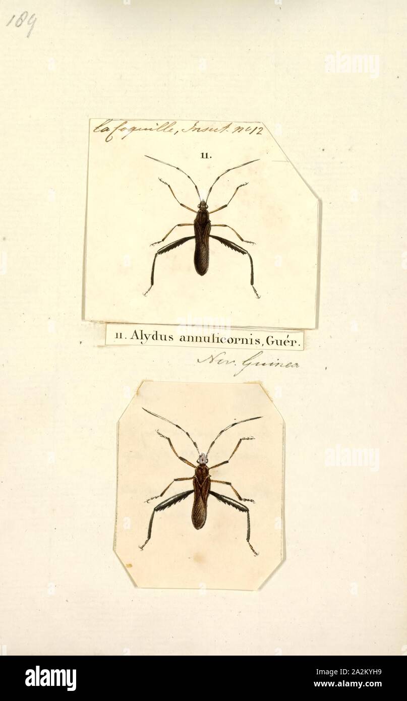 Alydus, Print, Alydus is a genus of broad-headed bugs in the family Alydidae. There are about 11 described species in Alydus, including 2 extinct species Stock Photo