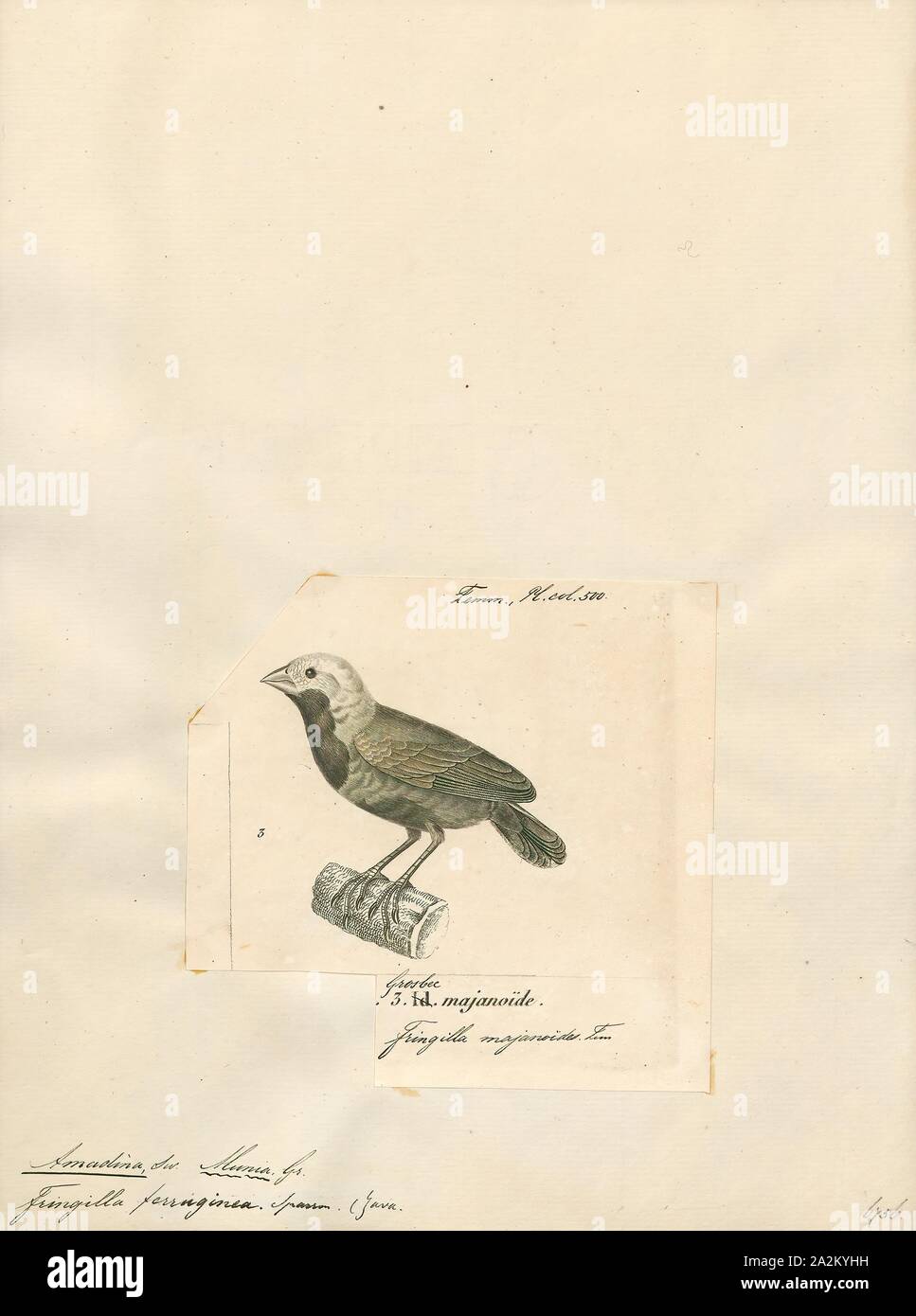 Amadina ferruginosa, Print, Amadina is a genus of estrildid finches. Established by William John Swainson in 1827, 1700-1880 Stock Photo
