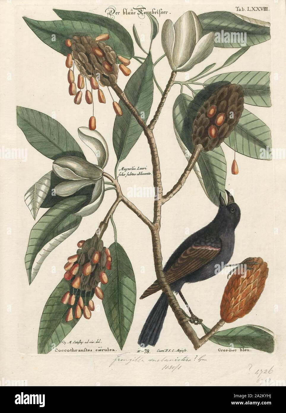 Amadina fimbriata, Print, Amadina is a genus of estrildid finches. Established by William John Swainson in 1827, 1700-1880 Stock Photo