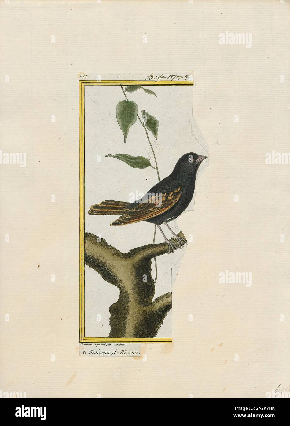 Amadina fimbriata, Print, Amadina is a genus of estrildid finches. Established by William John Swainson in 1827, 1700-1880 Stock Photo
