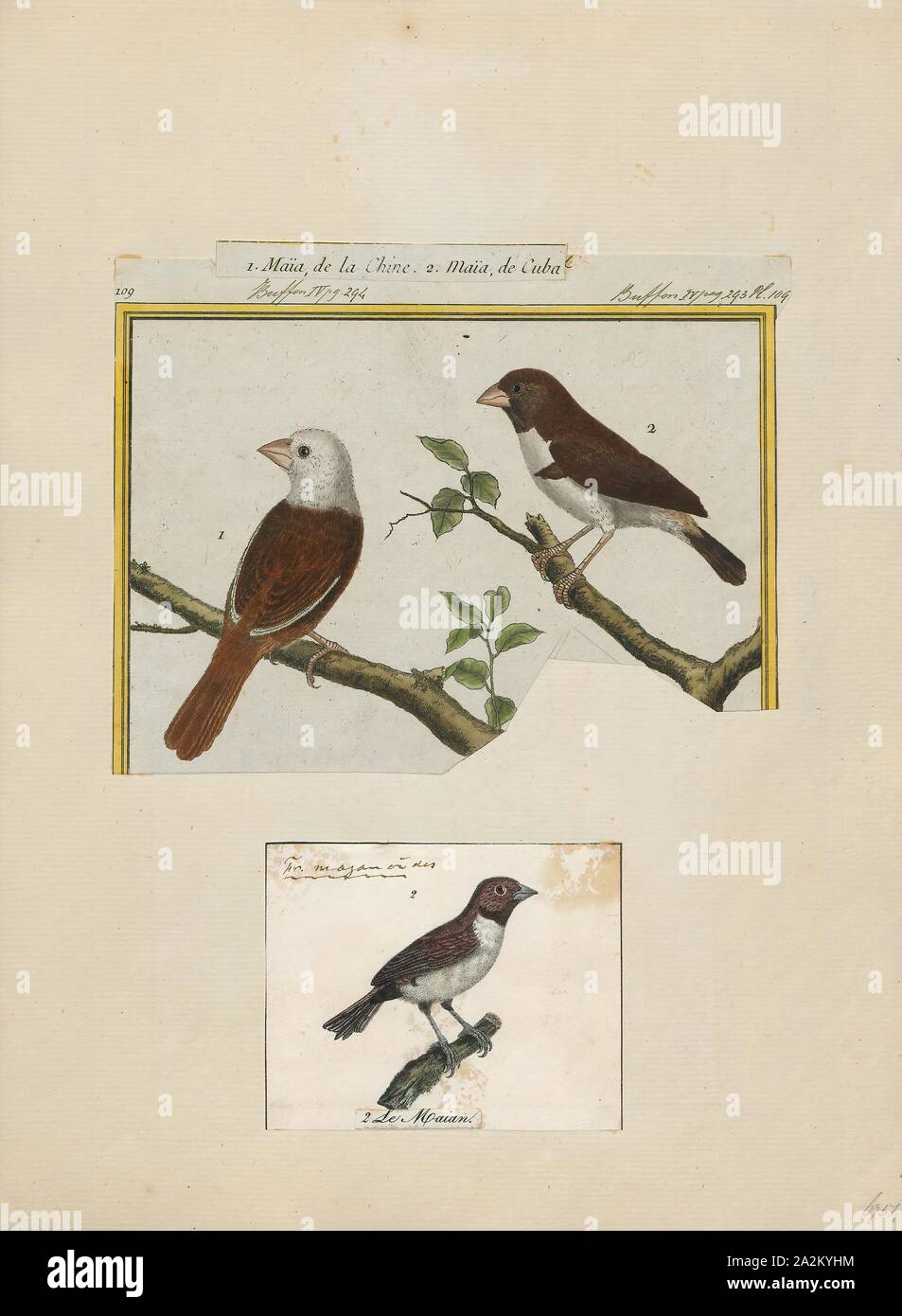 Amadina maja, Print, Amadina is a genus of estrildid finches. Established by William John Swainson in 1827, 1700-1880 Stock Photo