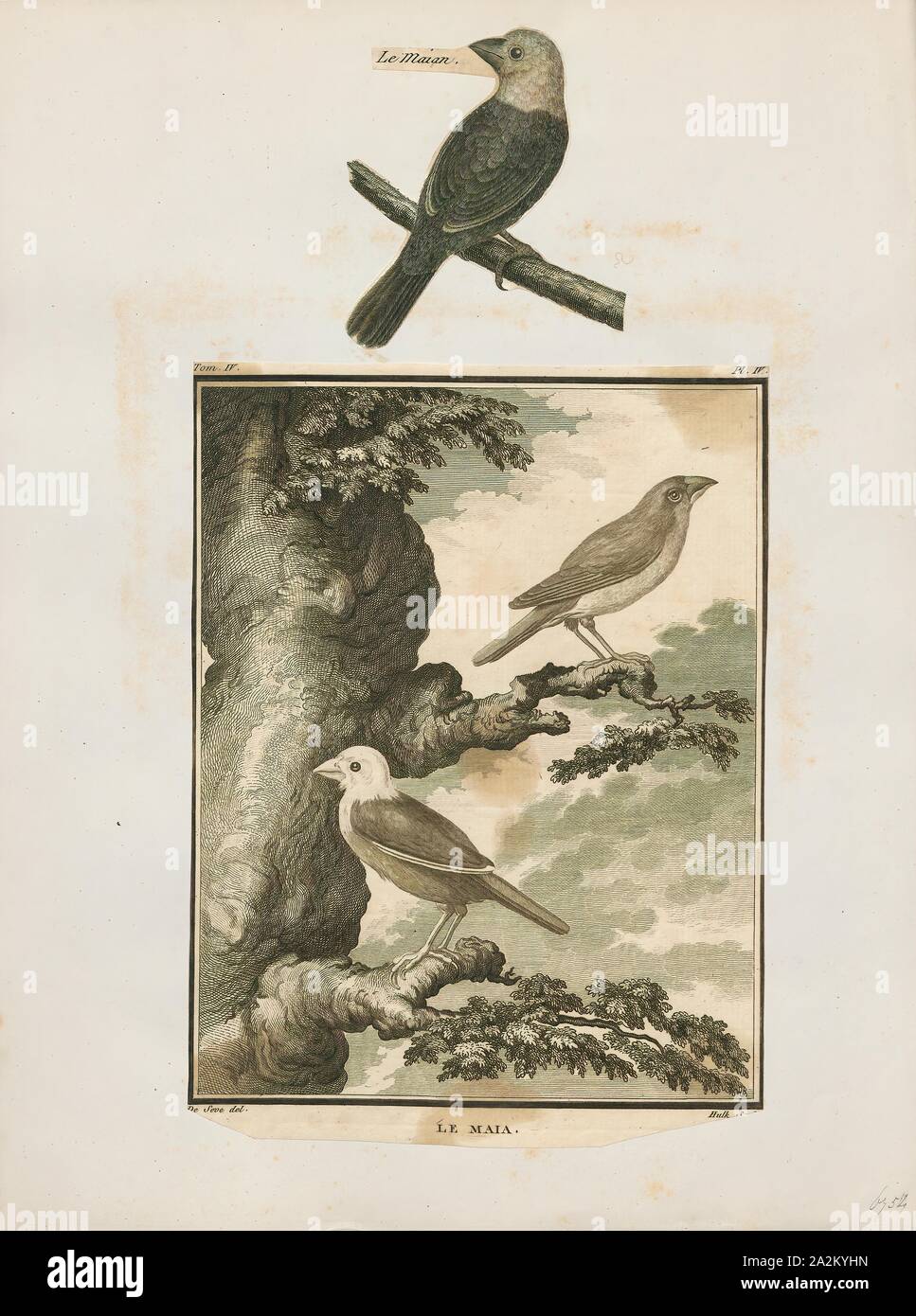 Amadina maja, Print, Amadina is a genus of estrildid finches. Established by William John Swainson in 1827, 1700-1880 Stock Photo