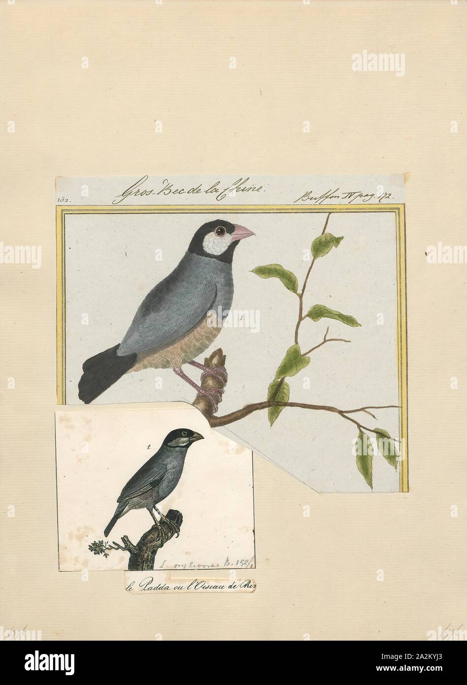 Amadina oryzivora, Print, Amadina is a genus of estrildid finches. Established by William John Swainson in 1827, 1700-1880 Stock Photo