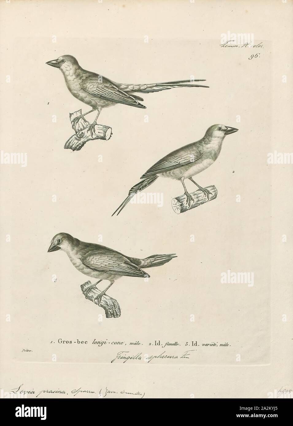 Amadina prasina, Print, Amadina is a genus of estrildid finches. Established by William John Swainson in 1827, 1700-1880 Stock Photo