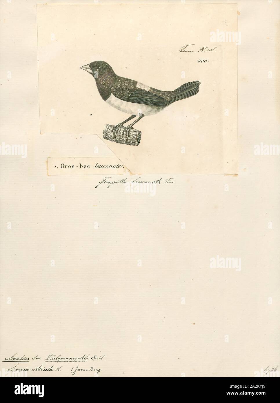 Amadina striata, Print, Amadina is a genus of estrildid finches. Established by William John Swainson in 1827, 1700-1880 Stock Photo