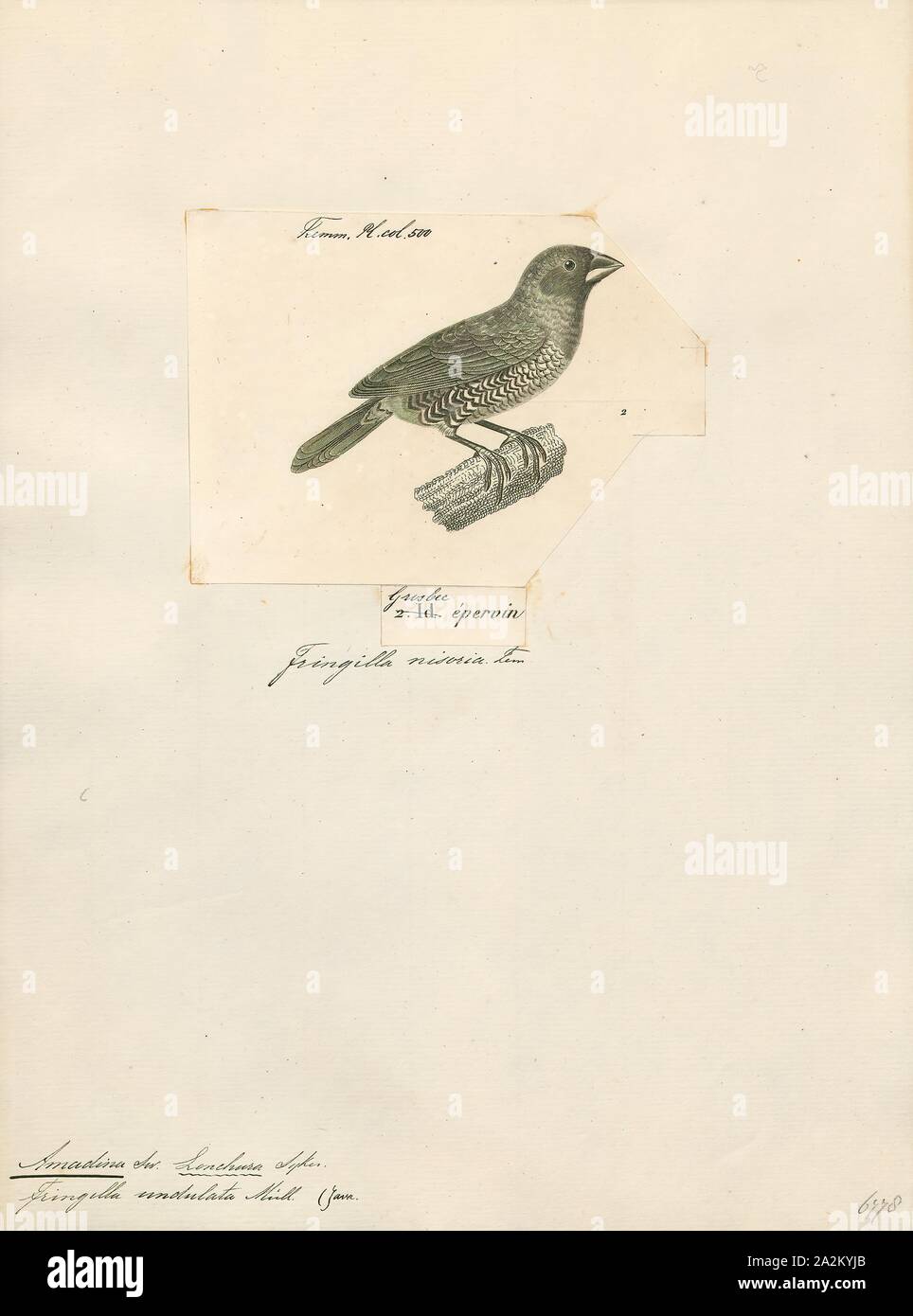 Amadina undulata, Print, Amadina is a genus of estrildid finches. Established by William John Swainson in 1827, 1700-1880 Stock Photo