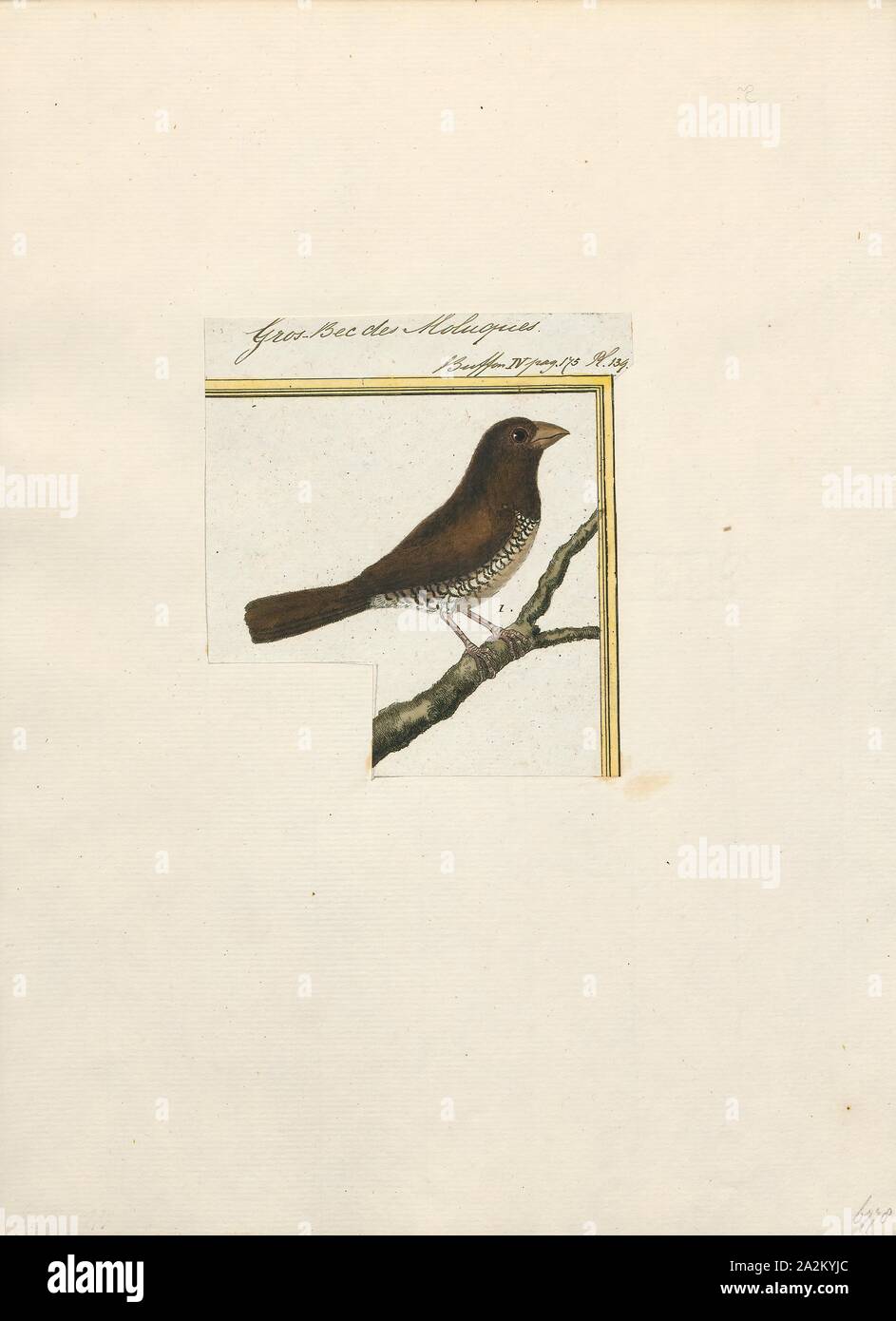 Amadina undulata, Print, Amadina is a genus of estrildid finches. Established by William John Swainson in 1827, 1700-1880 Stock Photo