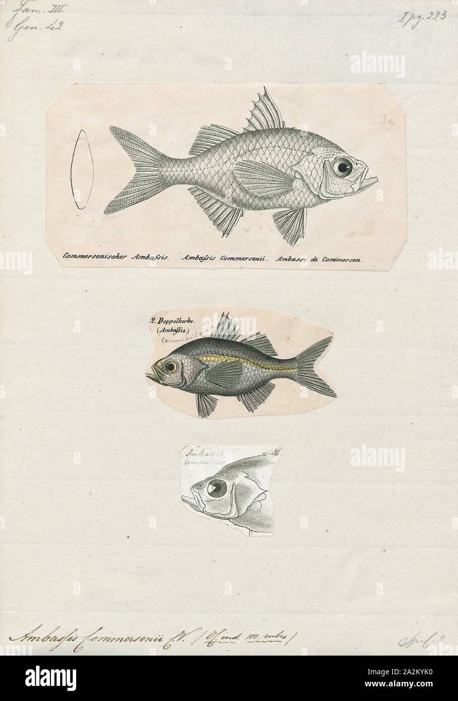 Ambassis commersonii, Print, Ambassis is a genus of fish in the family Ambassidae, the Asiatic glassfishes. They are found widely in the Indo-Pacific region, with species in fresh, brackish and coastal marine waters Stock Photo