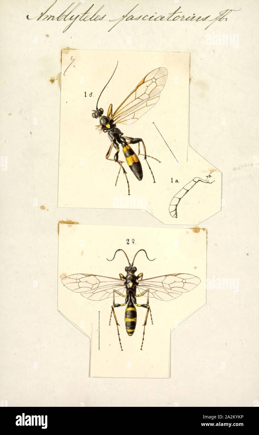 Amblyteles, Print, Amblyteles is a genus of parasitic wasps in the family Ichneumonidae Stock Photo