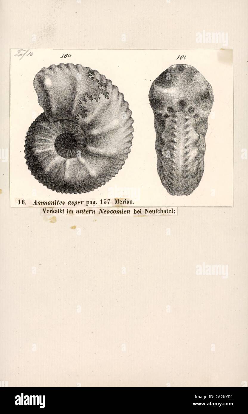 Ammonites asper, Print, Ammonoidea, Ammonoids are a group of extinct marine mollusc animals in the subclass Ammonoidea of the class Cephalopoda. These molluscs, commonly referred to as ammonites, are more closely related to living coleoids (i.e., octopuses, squid, and cuttlefish) than they are to shelled nautiloids such as the living Nautilus species. The earliest ammonites appear during the Devonian, and the last species died out in the Cretaceous–Paleogene extinction event Stock Photo