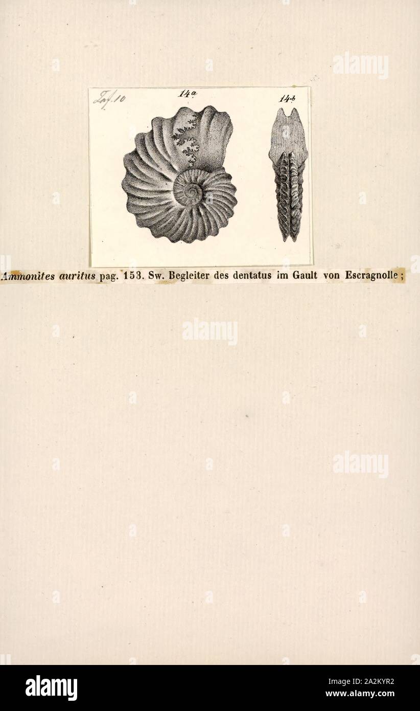 Ammonites auritus, Print, Ammonoidea, Ammonoids are a group of extinct marine mollusc animals in the subclass Ammonoidea of the class Cephalopoda. These molluscs, commonly referred to as ammonites, are more closely related to living coleoids (i.e., octopuses, squid, and cuttlefish) than they are to shelled nautiloids such as the living Nautilus species. The earliest ammonites appear during the Devonian, and the last species died out in the Cretaceous–Paleogene extinction event Stock Photo