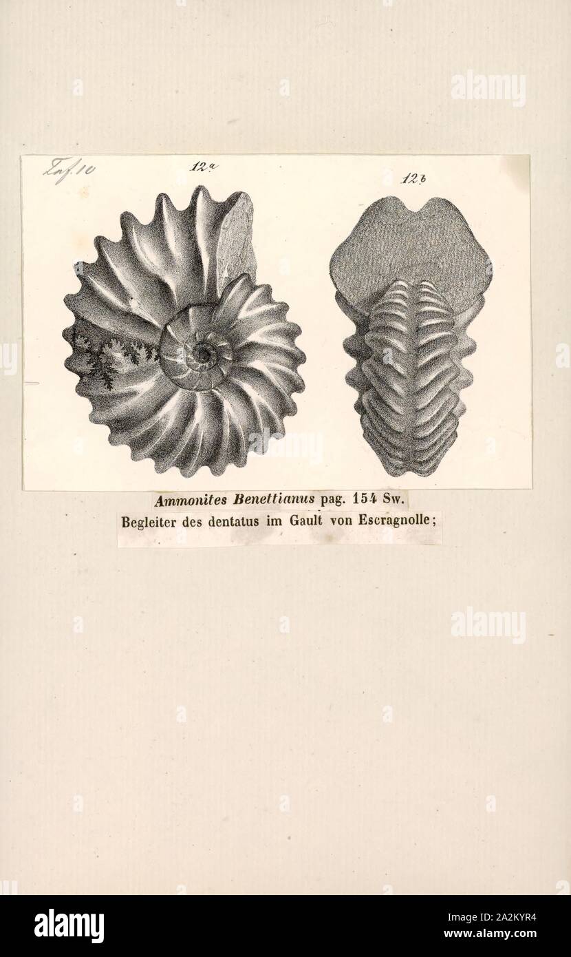 Ammonites benettianus, Print, Ammonoidea, Ammonoids are a group of extinct marine mollusc animals in the subclass Ammonoidea of the class Cephalopoda. These molluscs, commonly referred to as ammonites, are more closely related to living coleoids (i.e., octopuses, squid, and cuttlefish) than they are to shelled nautiloids such as the living Nautilus species. The earliest ammonites appear during the Devonian, and the last species died out in the Cretaceous–Paleogene extinction event Stock Photo