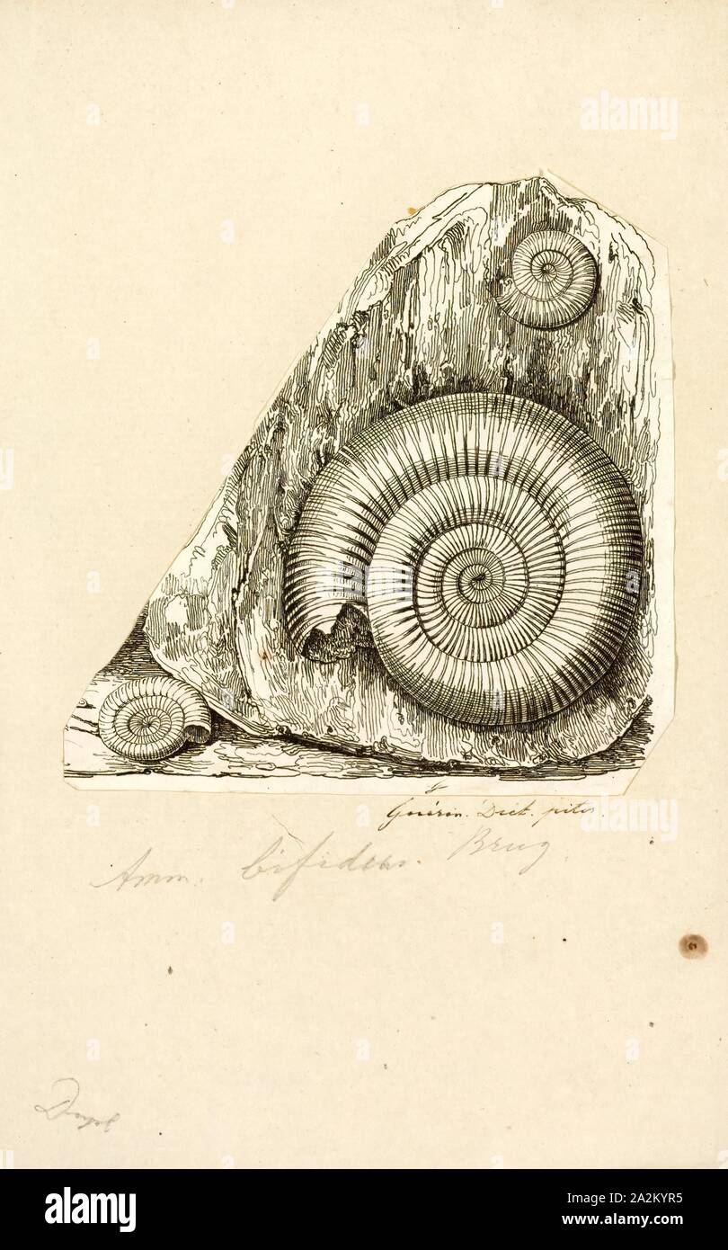 Ammonites bifidus, Print, Ammonoidea, Ammonoids are a group of extinct marine mollusc animals in the subclass Ammonoidea of the class Cephalopoda. These molluscs, commonly referred to as ammonites, are more closely related to living coleoids (i.e., octopuses, squid, and cuttlefish) than they are to shelled nautiloids such as the living Nautilus species. The earliest ammonites appear during the Devonian, and the last species died out in the Cretaceous–Paleogene extinction event Stock Photo