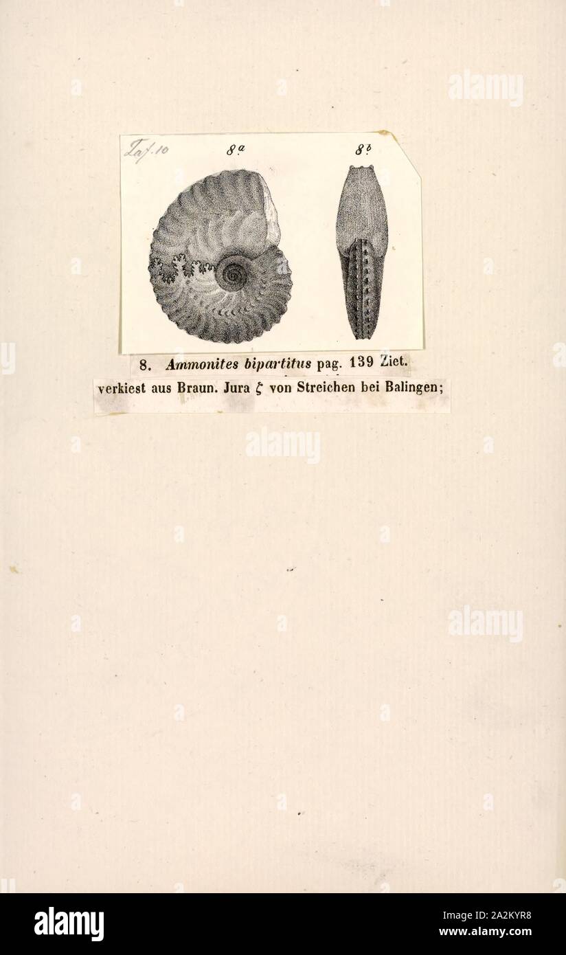 Ammonites bipartitus, Print, Ammonoidea, Ammonoids are a group of extinct marine mollusc animals in the subclass Ammonoidea of the class Cephalopoda. These molluscs, commonly referred to as ammonites, are more closely related to living coleoids (i.e., octopuses, squid, and cuttlefish) than they are to shelled nautiloids such as the living Nautilus species. The earliest ammonites appear during the Devonian, and the last species died out in the Cretaceous–Paleogene extinction event Stock Photo
