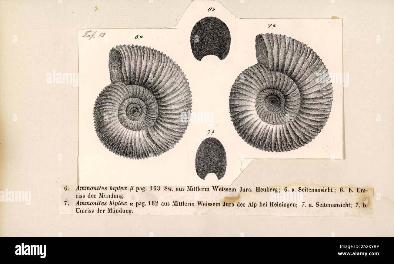 Ammonites biplex, Print, Ammonoidea, Ammonoids are a group of extinct marine mollusc animals in the subclass Ammonoidea of the class Cephalopoda. These molluscs, commonly referred to as ammonites, are more closely related to living coleoids (i.e., octopuses, squid, and cuttlefish) than they are to shelled nautiloids such as the living Nautilus species. The earliest ammonites appear during the Devonian, and the last species died out in the Cretaceous–Paleogene extinction event Stock Photo