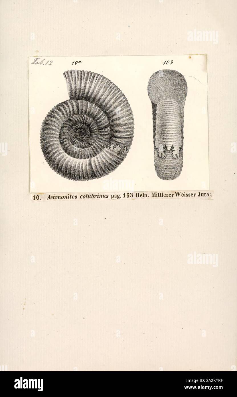 Ammonites colubrinus, Print, Ammonoidea, Ammonoids are a group of extinct marine mollusc animals in the subclass Ammonoidea of the class Cephalopoda. These molluscs, commonly referred to as ammonites, are more closely related to living coleoids (i.e., octopuses, squid, and cuttlefish) than they are to shelled nautiloids such as the living Nautilus species. The earliest ammonites appear during the Devonian, and the last species died out in the Cretaceous–Paleogene extinction event Stock Photo