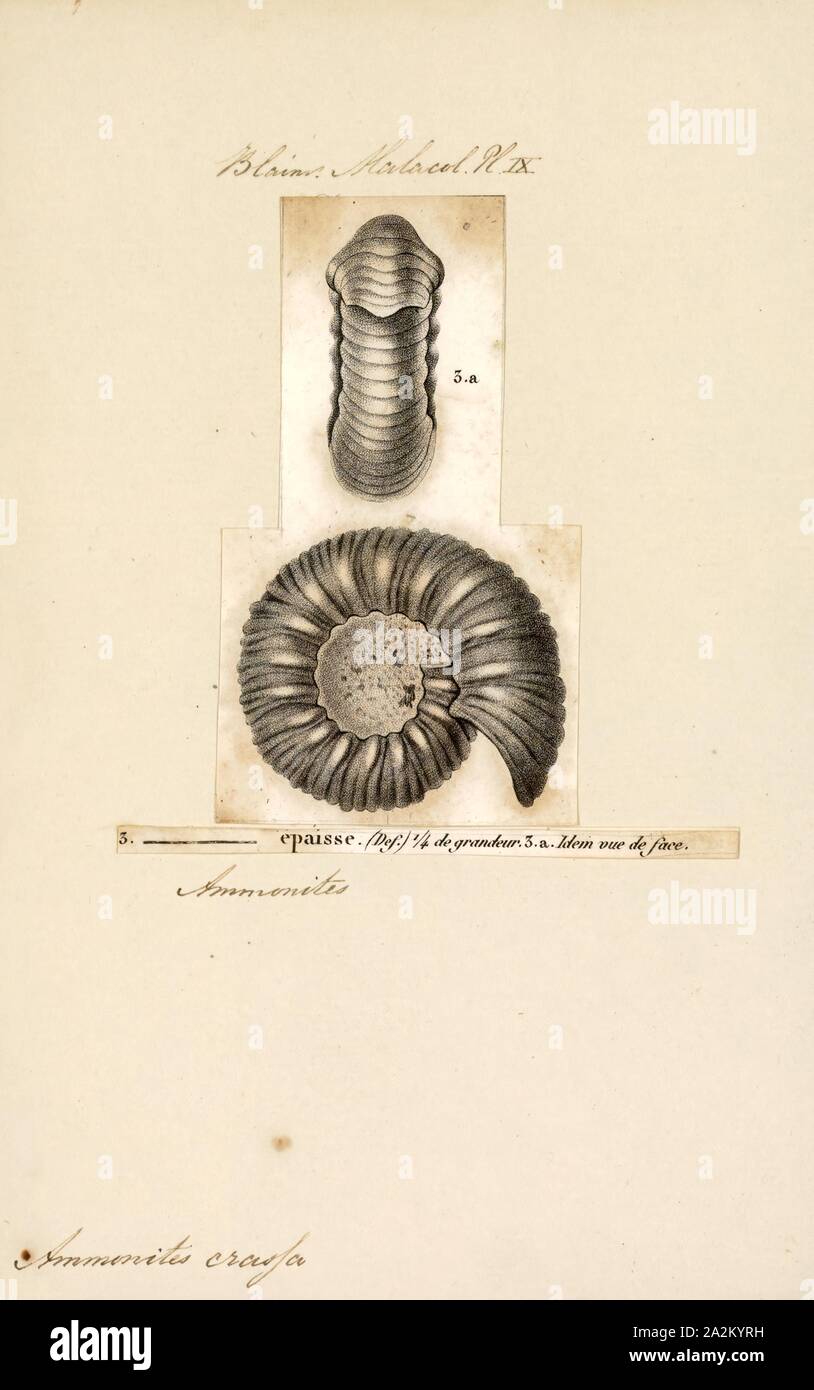 Ammonites crassa, Print, Ammonoidea, Ammonoids are a group of extinct marine mollusc animals in the subclass Ammonoidea of the class Cephalopoda. These molluscs, commonly referred to as ammonites, are more closely related to living coleoids (i.e., octopuses, squid, and cuttlefish) than they are to shelled nautiloids such as the living Nautilus species. The earliest ammonites appear during the Devonian, and the last species died out in the Cretaceous–Paleogene extinction event Stock Photo