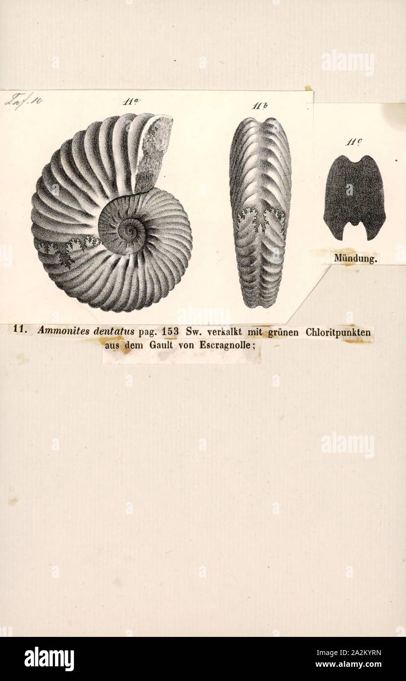 Ammonites dentatus, Print, Ammonoidea, Ammonoids are a group of extinct marine mollusc animals in the subclass Ammonoidea of the class Cephalopoda. These molluscs, commonly referred to as ammonites, are more closely related to living coleoids (i.e., octopuses, squid, and cuttlefish) than they are to shelled nautiloids such as the living Nautilus species. The earliest ammonites appear during the Devonian, and the last species died out in the Cretaceous–Paleogene extinction event Stock Photo