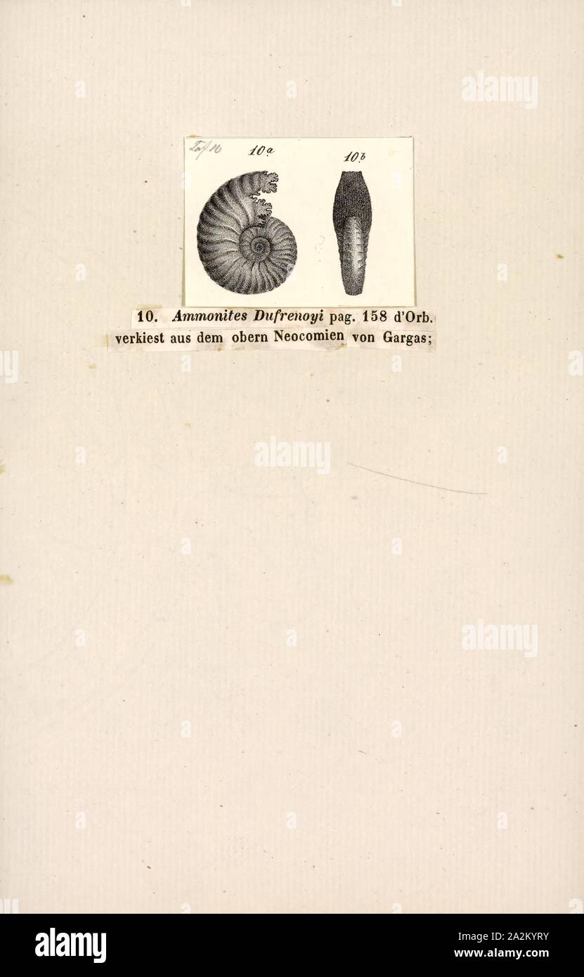 Ammonites dufrenoyi, Print, Ammonoidea, Ammonoids are a group of extinct marine mollusc animals in the subclass Ammonoidea of the class Cephalopoda. These molluscs, commonly referred to as ammonites, are more closely related to living coleoids (i.e., octopuses, squid, and cuttlefish) than they are to shelled nautiloids such as the living Nautilus species. The earliest ammonites appear during the Devonian, and the last species died out in the Cretaceous–Paleogene extinction event Stock Photo