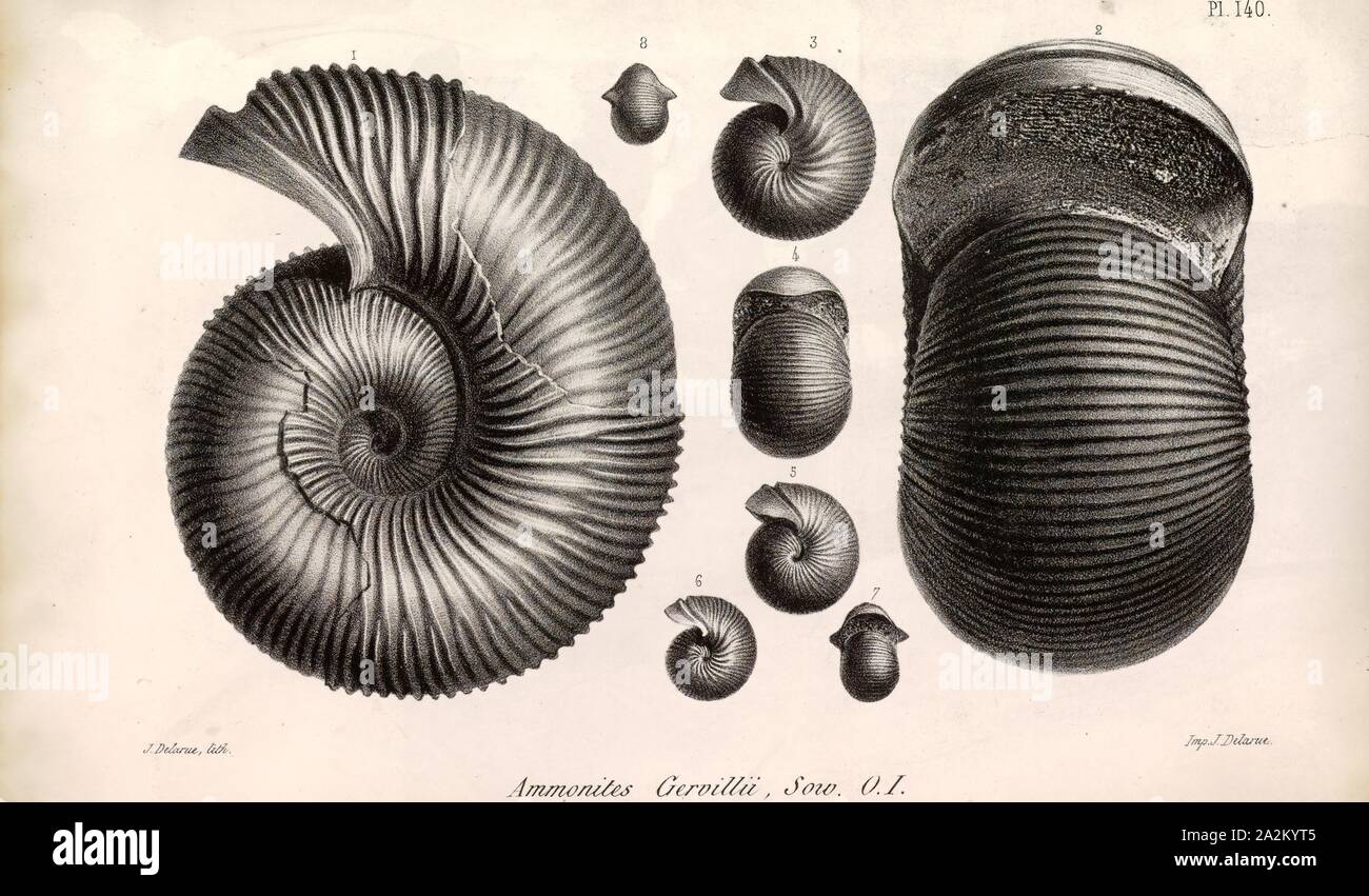 Ammonites gervillii, Print, Ammonoidea, Ammonoids are a group of extinct marine mollusc animals in the subclass Ammonoidea of the class Cephalopoda. These molluscs, commonly referred to as ammonites, are more closely related to living coleoids (i.e., octopuses, squid, and cuttlefish) than they are to shelled nautiloids such as the living Nautilus species. The earliest ammonites appear during the Devonian, and the last species died out in the Cretaceous–Paleogene extinction event Stock Photo