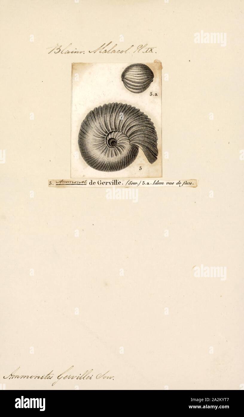 Ammonites gervillei, Print, Ammonoidea, Ammonoids are a group of extinct marine mollusc animals in the subclass Ammonoidea of the class Cephalopoda. These molluscs, commonly referred to as ammonites, are more closely related to living coleoids (i.e., octopuses, squid, and cuttlefish) than they are to shelled nautiloids such as the living Nautilus species. The earliest ammonites appear during the Devonian, and the last species died out in the Cretaceous–Paleogene extinction event Stock Photo
