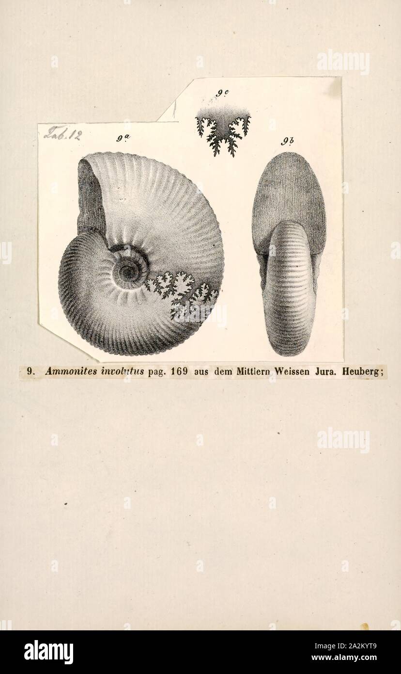 Ammonites involutus, Print, Ammonoidea, Ammonoids are a group of extinct marine mollusc animals in the subclass Ammonoidea of the class Cephalopoda. These molluscs, commonly referred to as ammonites, are more closely related to living coleoids (i.e., octopuses, squid, and cuttlefish) than they are to shelled nautiloids such as the living Nautilus species. The earliest ammonites appear during the Devonian, and the last species died out in the Cretaceous–Paleogene extinction event Stock Photo