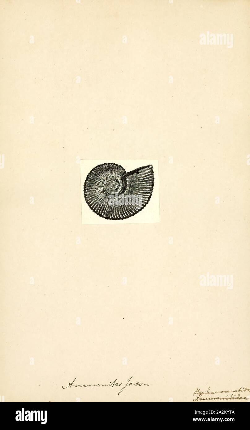Ammonites jason, Print, Ammonoidea, Ammonoids are a group of extinct marine mollusc animals in the subclass Ammonoidea of the class Cephalopoda. These molluscs, commonly referred to as ammonites, are more closely related to living coleoids (i.e., octopuses, squid, and cuttlefish) than they are to shelled nautiloids such as the living Nautilus species. The earliest ammonites appear during the Devonian, and the last species died out in the Cretaceous–Paleogene extinction event Stock Photo