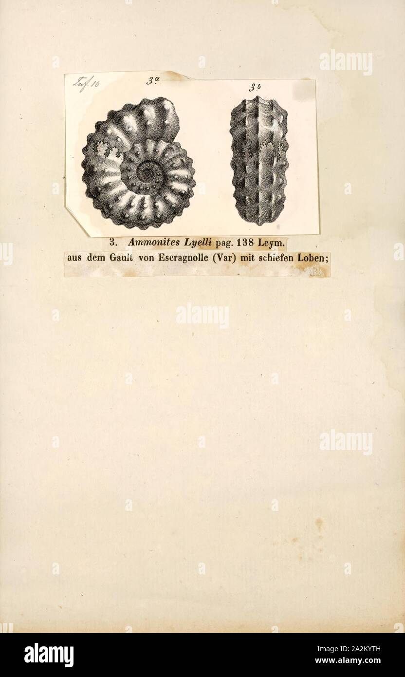 Ammonites lyelli, Print, Ammonoidea, Ammonoids are a group of extinct marine mollusc animals in the subclass Ammonoidea of the class Cephalopoda. These molluscs, commonly referred to as ammonites, are more closely related to living coleoids (i.e., octopuses, squid, and cuttlefish) than they are to shelled nautiloids such as the living Nautilus species. The earliest ammonites appear during the Devonian, and the last species died out in the Cretaceous–Paleogene extinction event Stock Photo