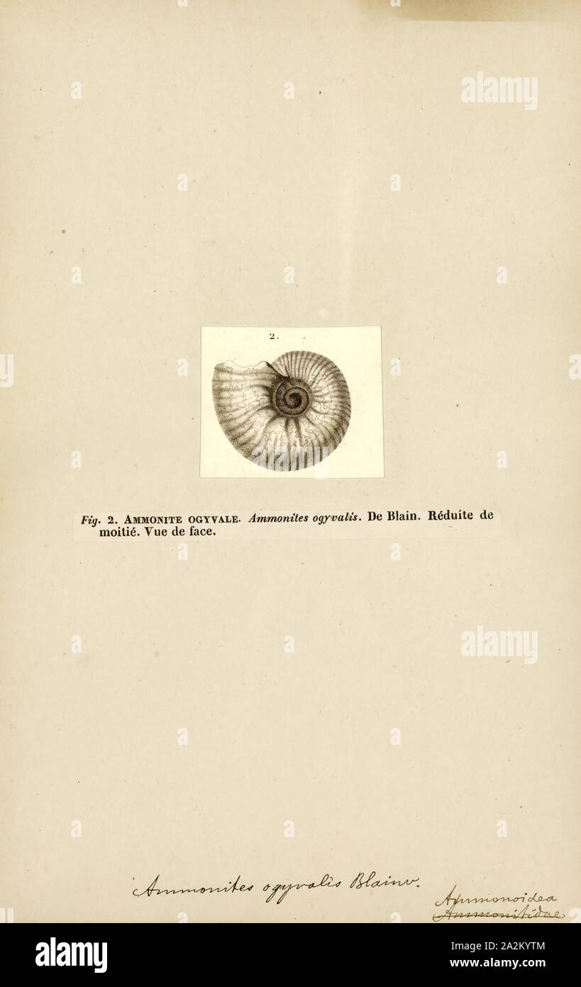 Ammonites ogyvalis, Print, Ammonoidea, Ammonoids are a group of extinct marine mollusc animals in the subclass Ammonoidea of the class Cephalopoda. These molluscs, commonly referred to as ammonites, are more closely related to living coleoids (i.e., octopuses, squid, and cuttlefish) than they are to shelled nautiloids such as the living Nautilus species. The earliest ammonites appear during the Devonian, and the last species died out in the Cretaceous–Paleogene extinction event Stock Photo