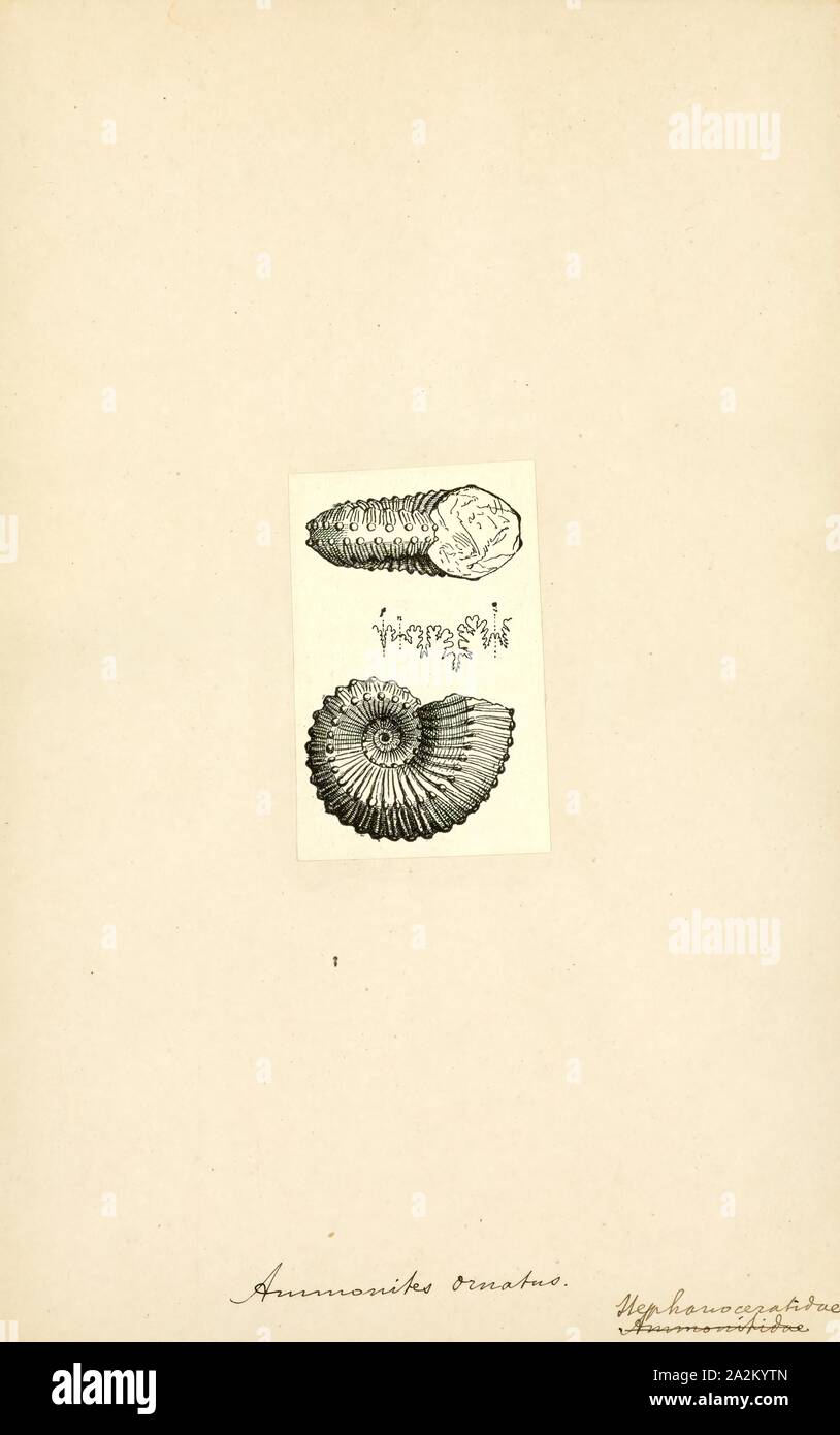 Ammonites ornatus, Print, Ammonoidea, Ammonoids are a group of extinct marine mollusc animals in the subclass Ammonoidea of the class Cephalopoda. These molluscs, commonly referred to as ammonites, are more closely related to living coleoids (i.e., octopuses, squid, and cuttlefish) than they are to shelled nautiloids such as the living Nautilus species. The earliest ammonites appear during the Devonian, and the last species died out in the Cretaceous–Paleogene extinction event Stock Photo