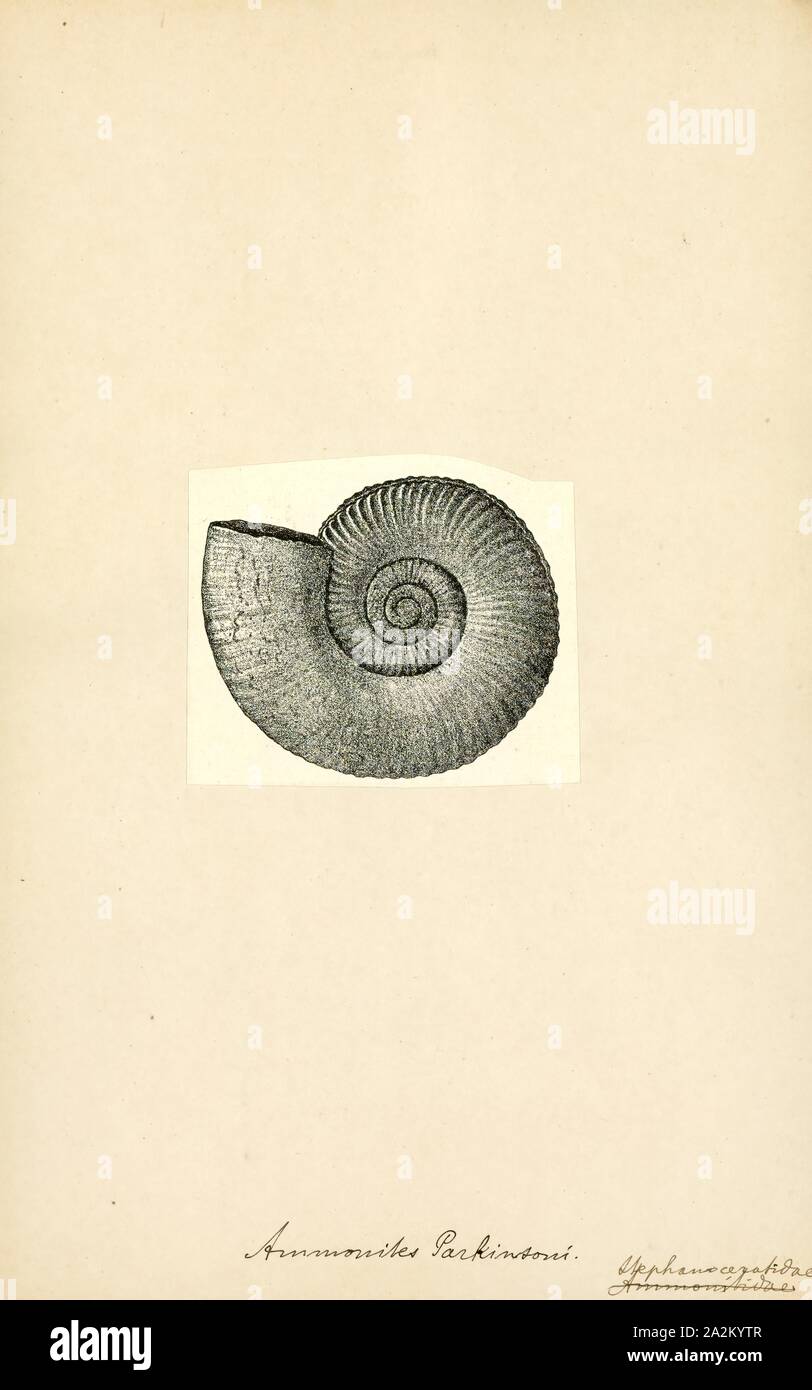 Ammonites parkinsoni, Print, Ammonoidea, Ammonoids are a group of extinct marine mollusc animals in the subclass Ammonoidea of the class Cephalopoda. These molluscs, commonly referred to as ammonites, are more closely related to living coleoids (i.e., octopuses, squid, and cuttlefish) than they are to shelled nautiloids such as the living Nautilus species. The earliest ammonites appear during the Devonian, and the last species died out in the Cretaceous–Paleogene extinction event Stock Photo