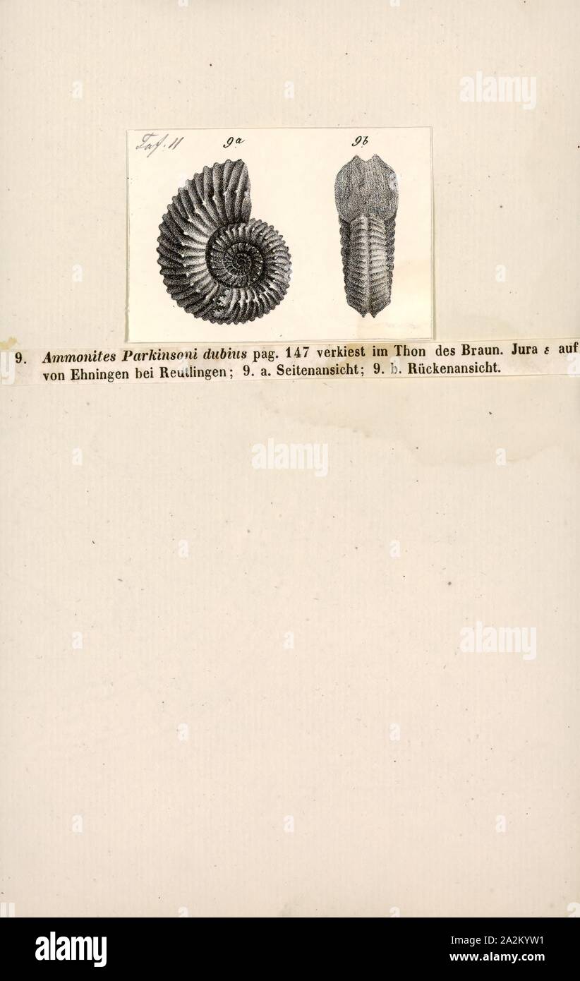 Ammonites parkinsoni dubius, Print, Ammonoidea, Ammonoids are a group of extinct marine mollusc animals in the subclass Ammonoidea of the class Cephalopoda. These molluscs, commonly referred to as ammonites, are more closely related to living coleoids (i.e., octopuses, squid, and cuttlefish) than they are to shelled nautiloids such as the living Nautilus species. The earliest ammonites appear during the Devonian, and the last species died out in the Cretaceous–Paleogene extinction event Stock Photo