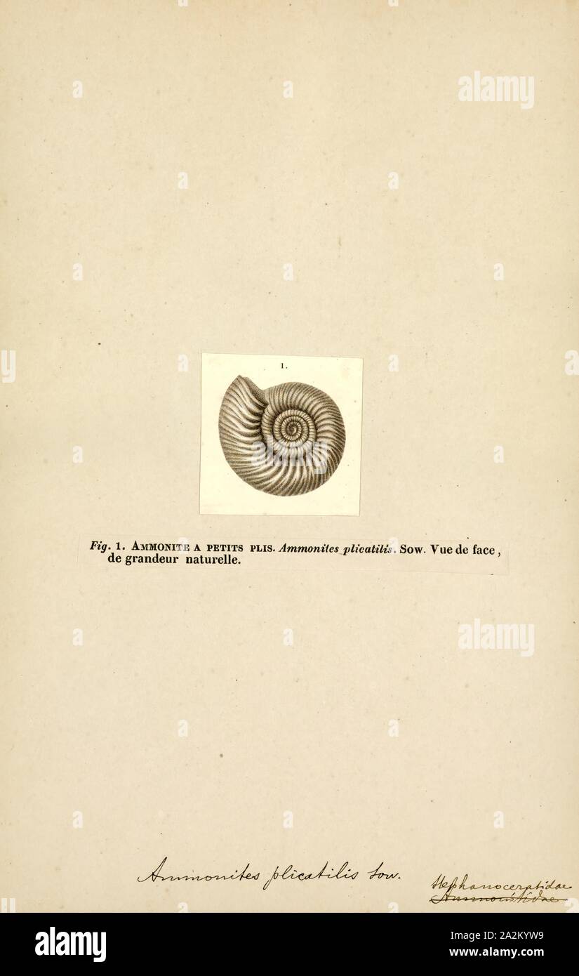 Ammonites plicatilis, Print, Ammonoidea, Ammonoids are a group of extinct marine mollusc animals in the subclass Ammonoidea of the class Cephalopoda. These molluscs, commonly referred to as ammonites, are more closely related to living coleoids (i.e., octopuses, squid, and cuttlefish) than they are to shelled nautiloids such as the living Nautilus species. The earliest ammonites appear during the Devonian, and the last species died out in the Cretaceous–Paleogene extinction event Stock Photo