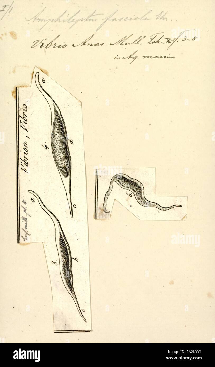 Amphileptus fasciola, Print Stock Photo