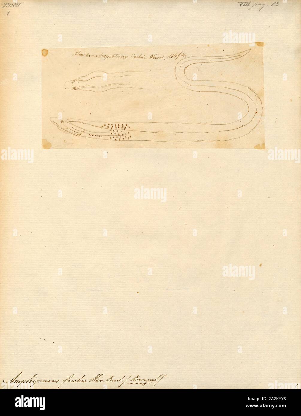 Amphipnous cuchia, Print, 1807-1822 Stock Photo