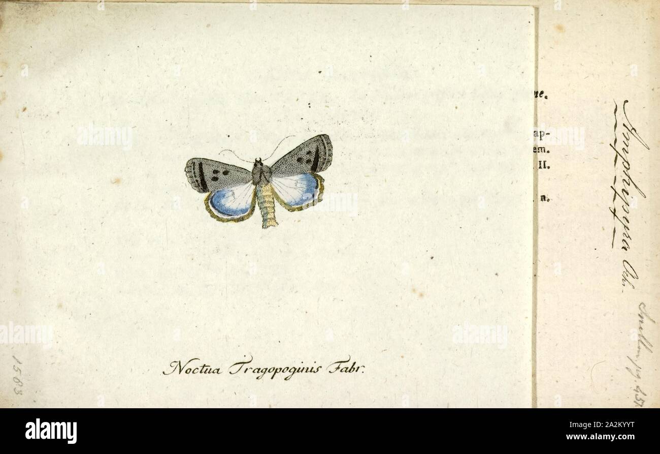 Amphipyra, Print, Amphipyra is a genus of moths. It is the only genus remaining in the subfamily Amphipyrinae, the others having been removed, e.g., to the Hadeninae Stock Photo
