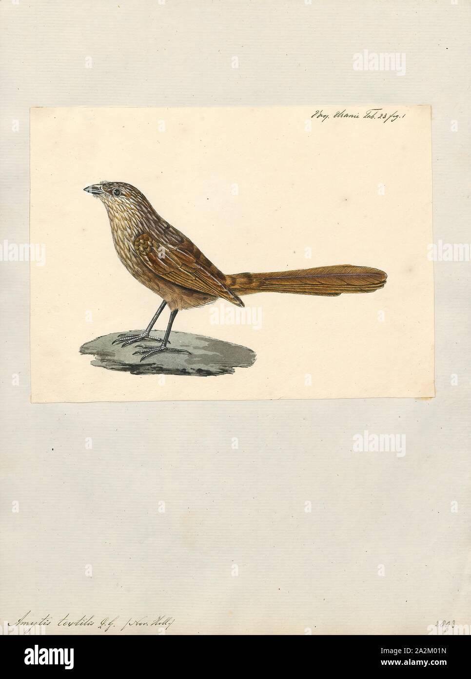 Amytis textilis hi-res stock photography and images - Alamy